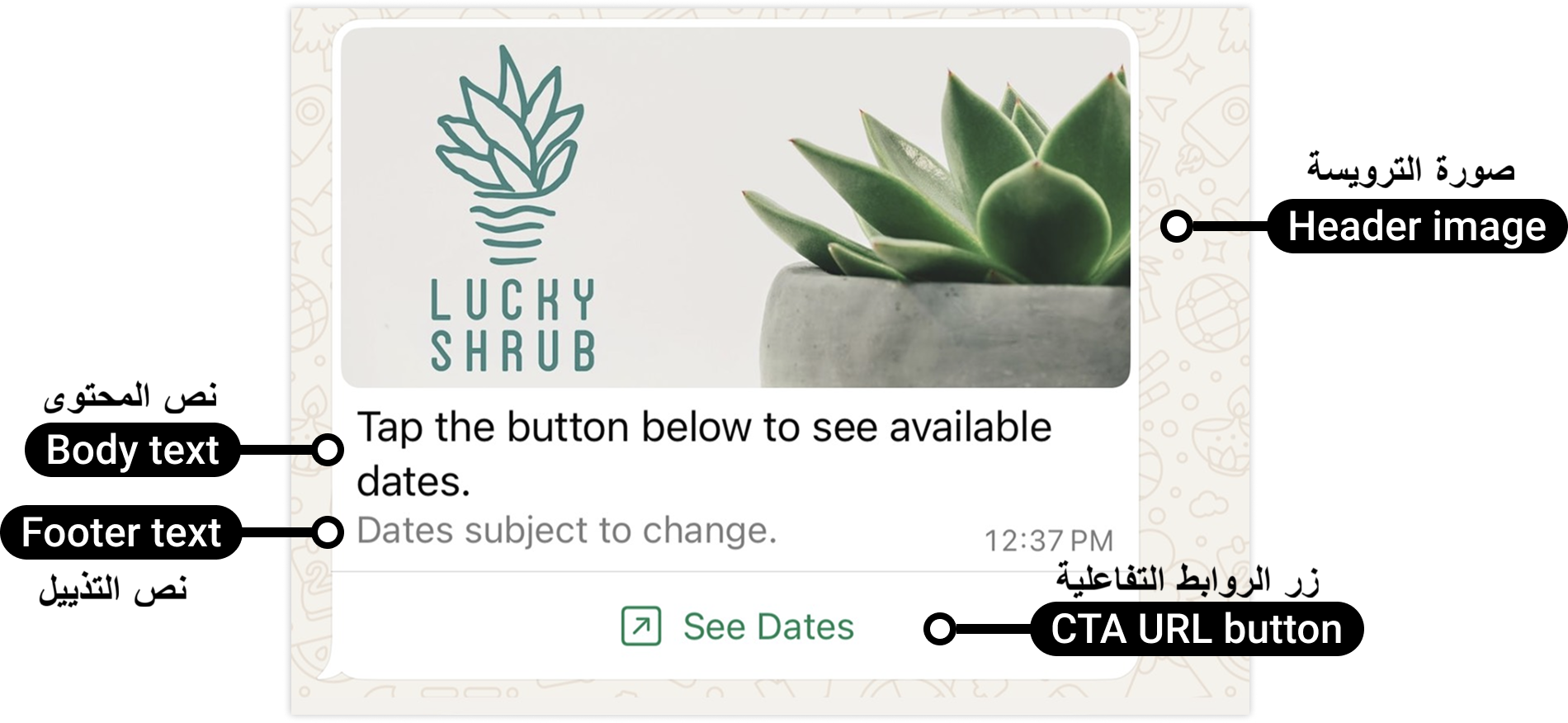 Message7-AR